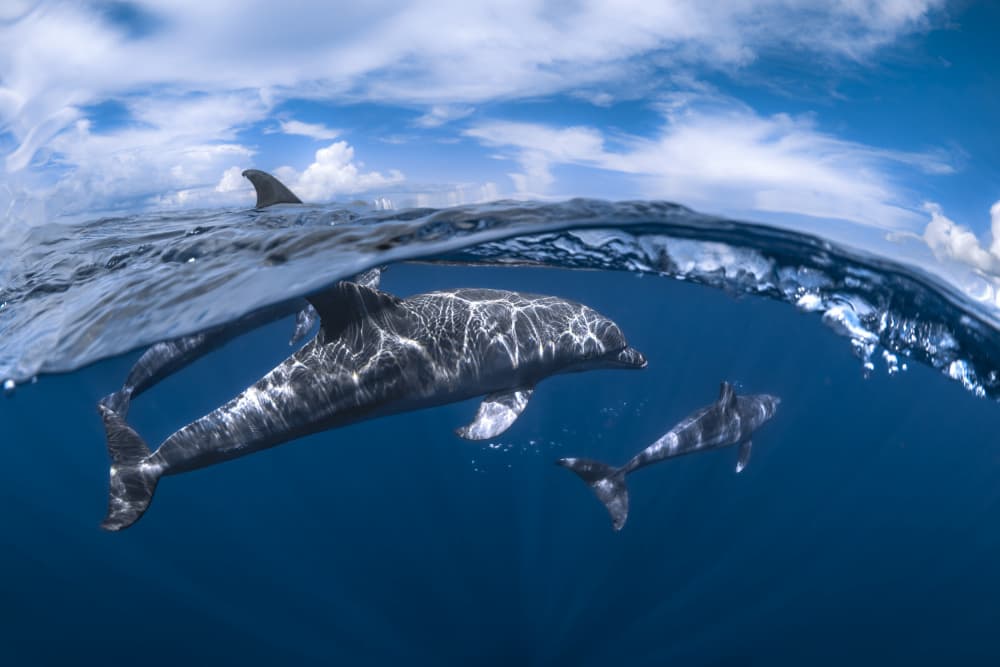 Dolphins Above Below by Barathieu Gabriel — canvas wall art