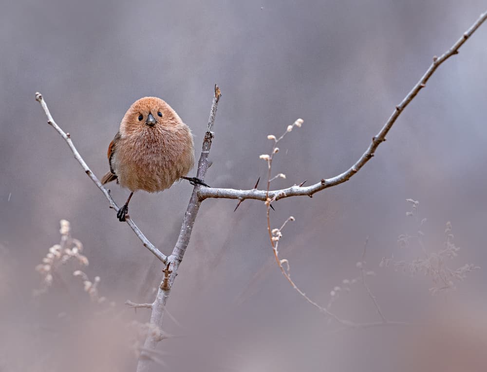 Fluffy Winter Bird by Summer2016 — canvas wall art