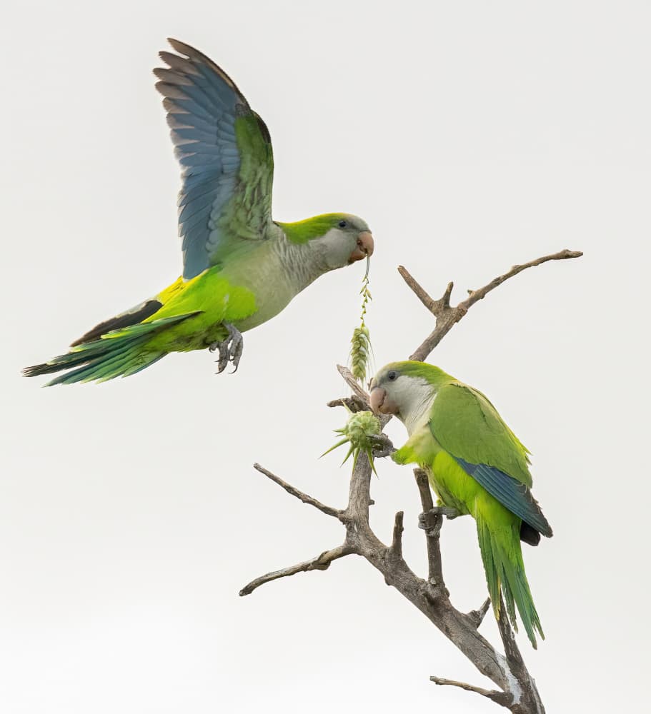 Green Parrots Feeding by Guy Wilson — canvas wall art