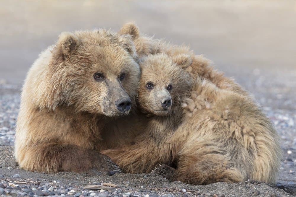 Mother Bear Love by Linda D Lester — canvas wall art