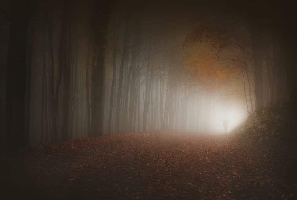 Misty Forest Path by Paolo Lazzarotti — canvas wall art