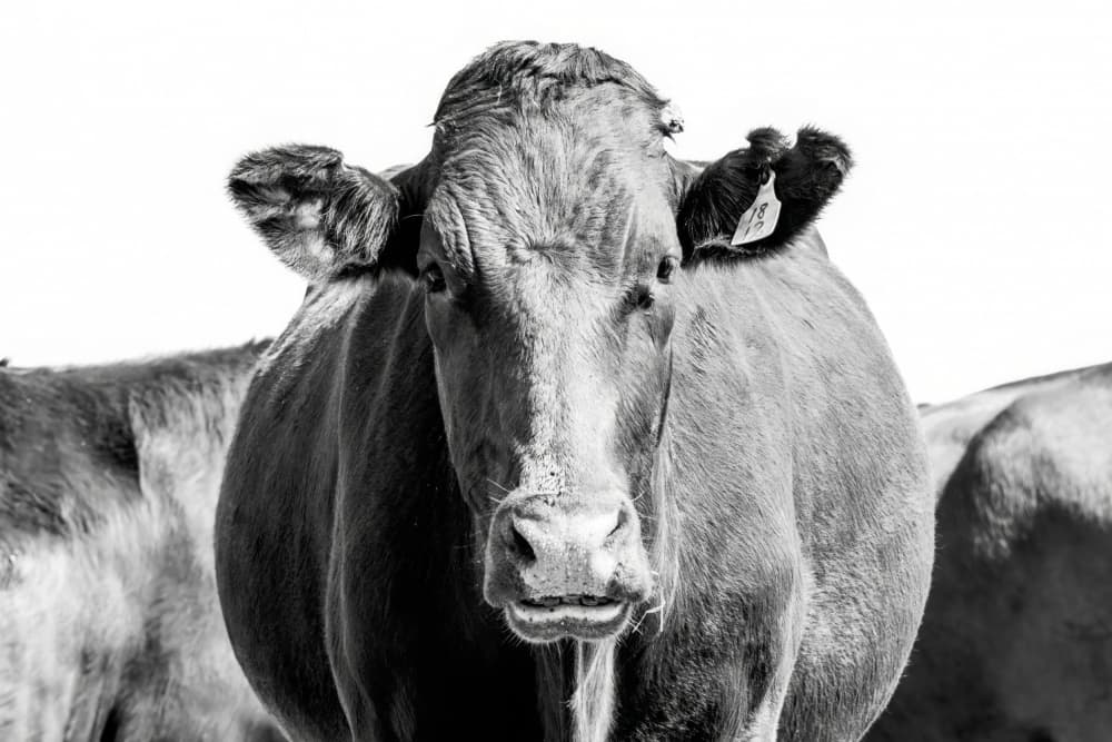 Direct Cow Gaze by Naomi Lupton — canvas wall art