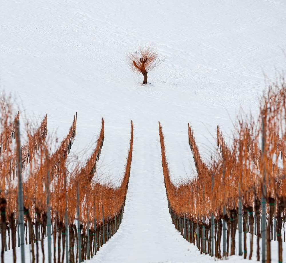 Snowy Vineyard Path by Jure Kravanja — canvas wall art