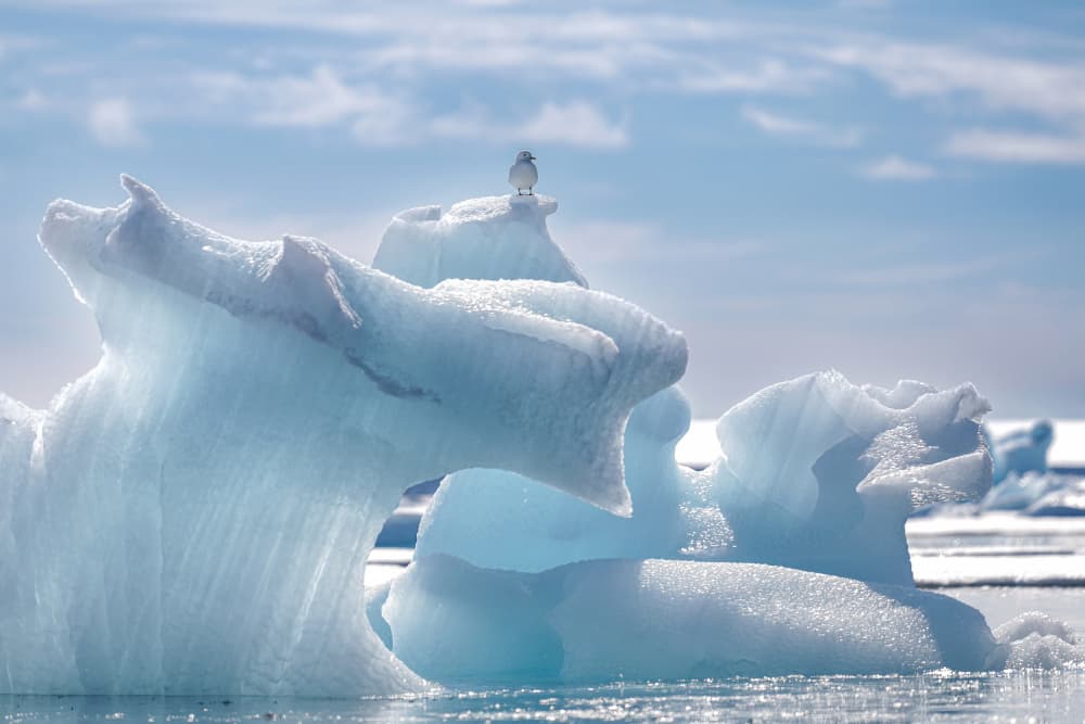 Bird on Blue Iceberg by Shobhit Chawla — canvas wall art