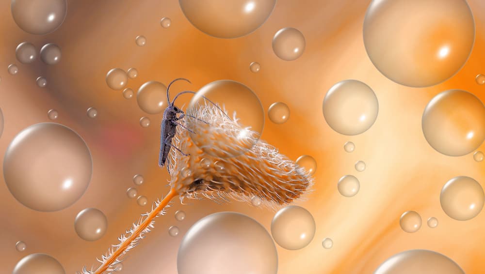 Delicate Moth and Bubbles by Thierry Dufour — canvas wall art