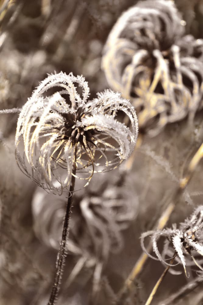 Delicate Winter Frost by Christina Sillen — canvas wall art