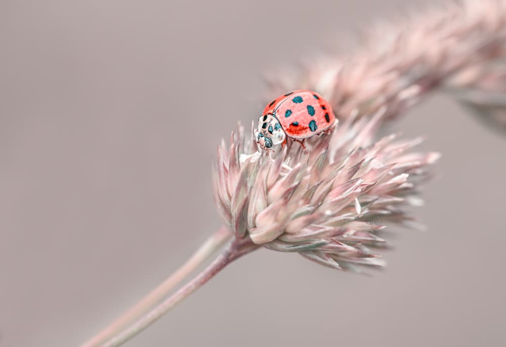 Pastel Ladybug Perched by Oana Vasileniuc — canvas wall art