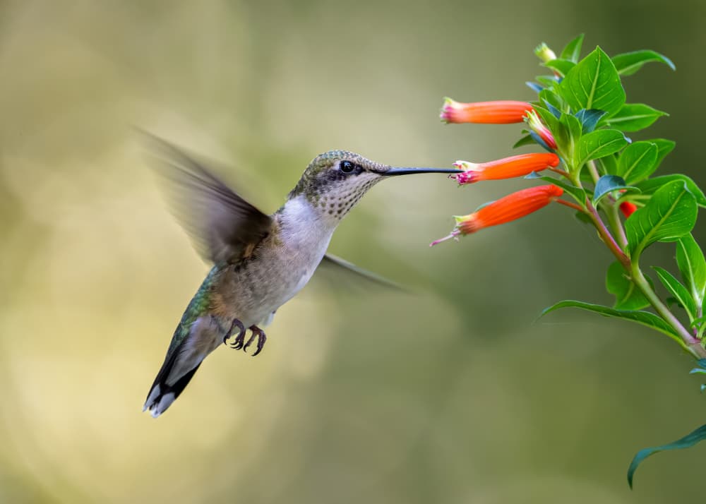 Hummingbird Nectar Feast by Ti Wang — canvas wall art