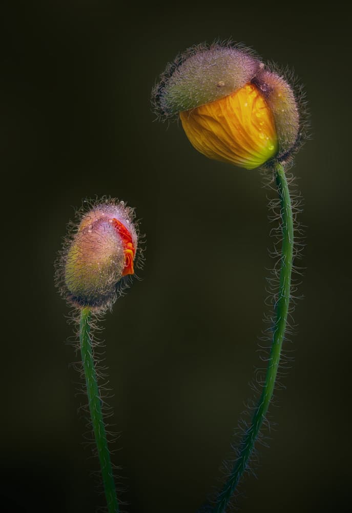 Dew Kissed Poppies by Ben.C.L — canvas wall art