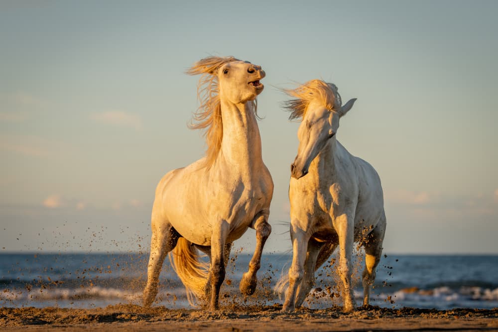 Wild Beach Horses by Dirk Koster — canvas wall art