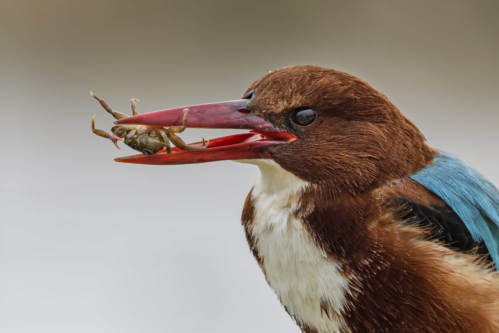 Kingfisher Catches Crab by Mallal Moshe — canvas wall art