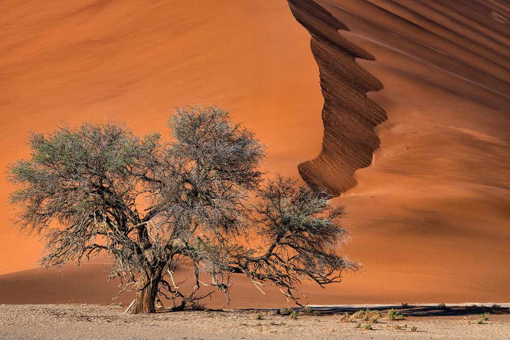Majestic Desert Tree by Luigi Ruoppolo — canvas wall art