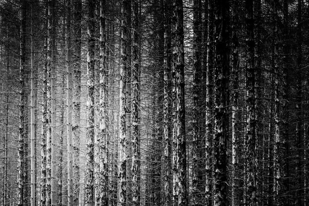 Monochrome Forest Depths by Michael — canvas wall art