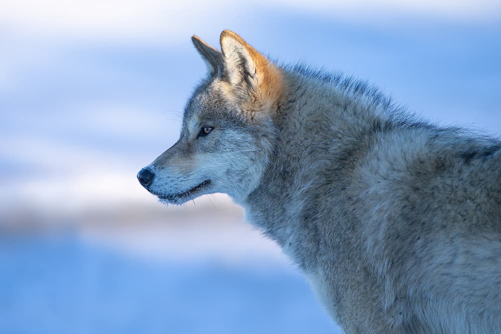 Majestic Winter Wolf by Bingo Z — canvas wall art