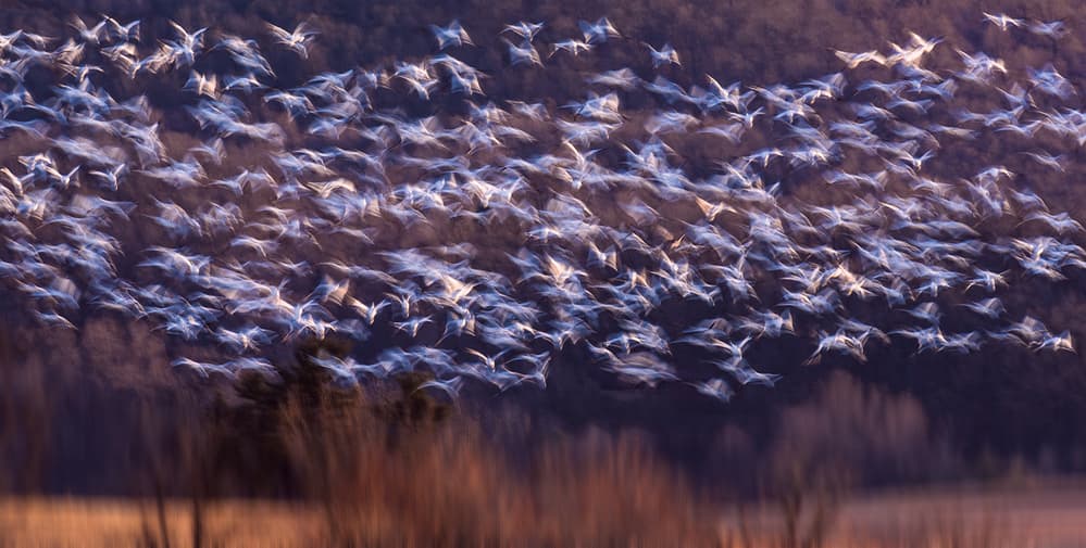 Ethereal Flock In Flight by Xiaobing Tian — canvas wall art