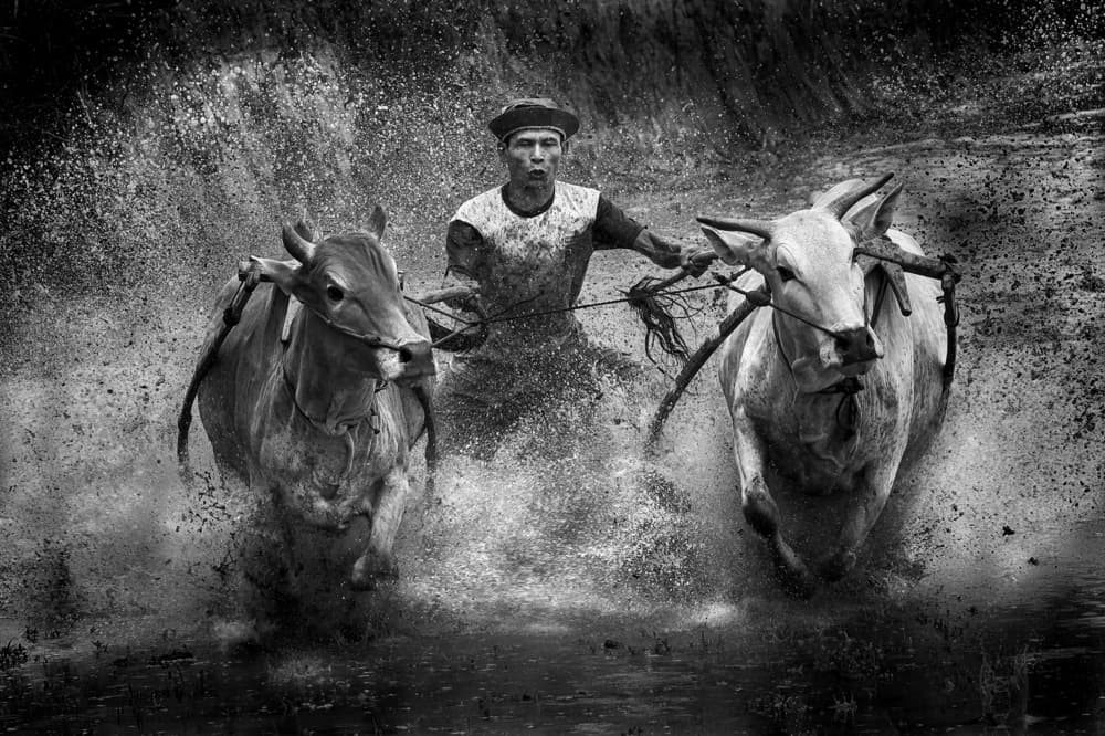 Dynamic Oxen Race by Angela Muliani Hartojo — canvas wall art
