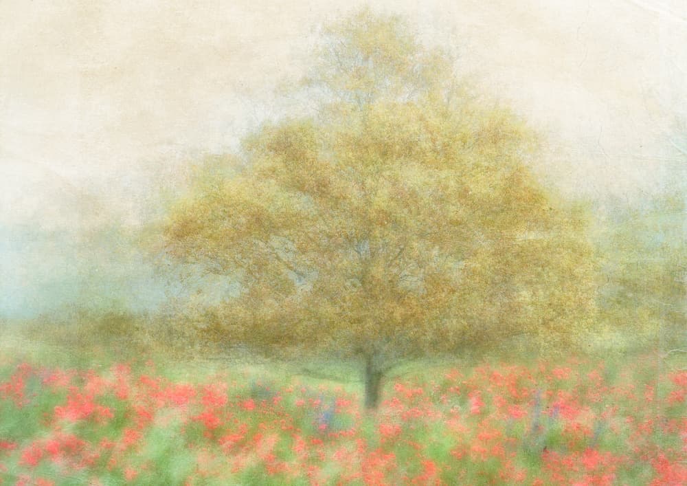 Dreamy Poppy Field Landscape by Katarina Holmström — canvas wall art