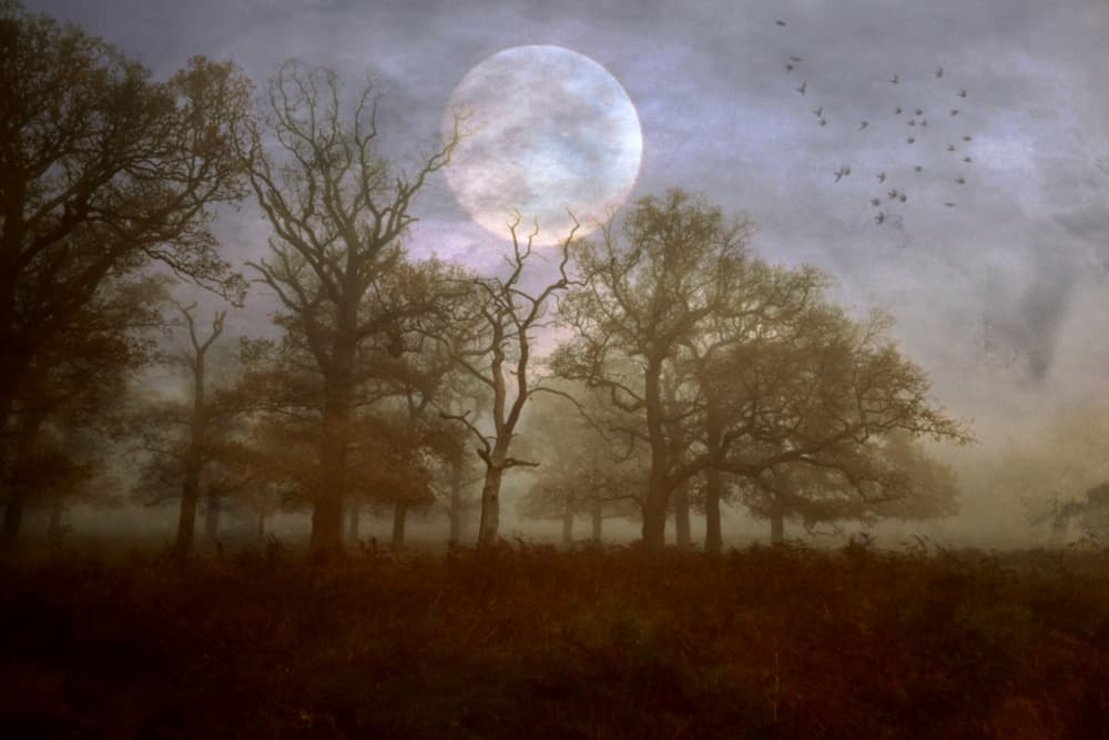 Misty Moonlit Forest by Robert Fabrowski — canvas wall art