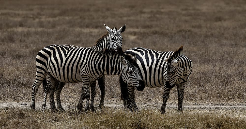 African Zebra Trio by Jois Domont ( J.L.G.) — canvas wall art