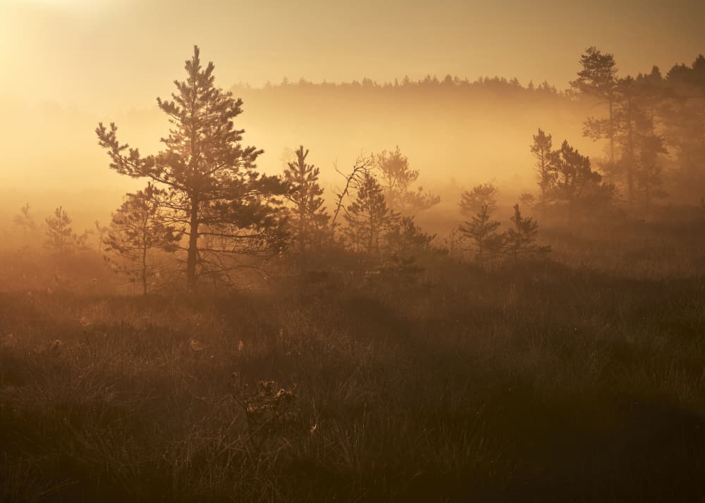 Misty Golden Forest by Hamed Bank — canvas wall art