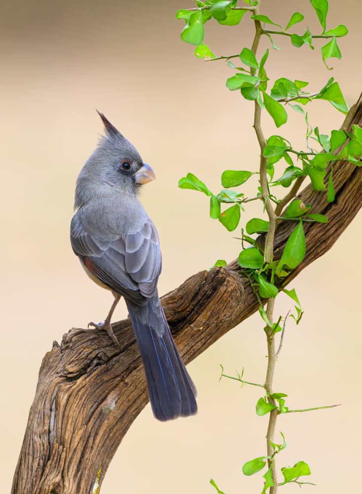 Watchful Grey Bird by Mike He — canvas wall art