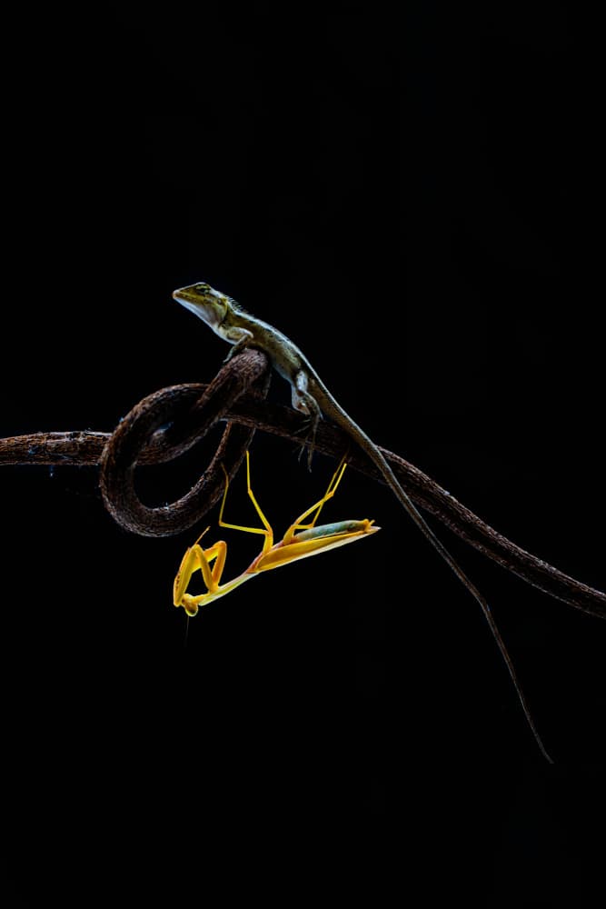 Lizard Mantis Standoff by Andi Halil — canvas wall art