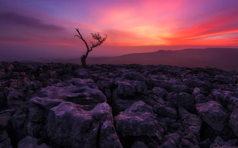 Lone Tree At Sunset by Adrian Błaszczyk — canvas wall art