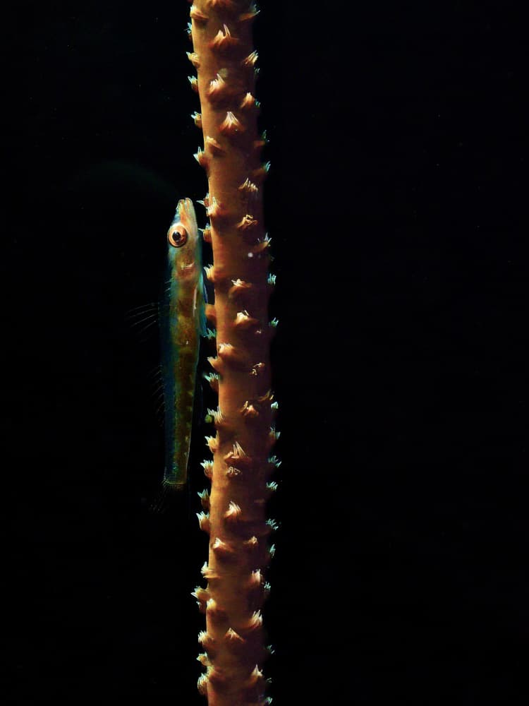 Underwater Fish on Coral by Serge Melesan — canvas wall art