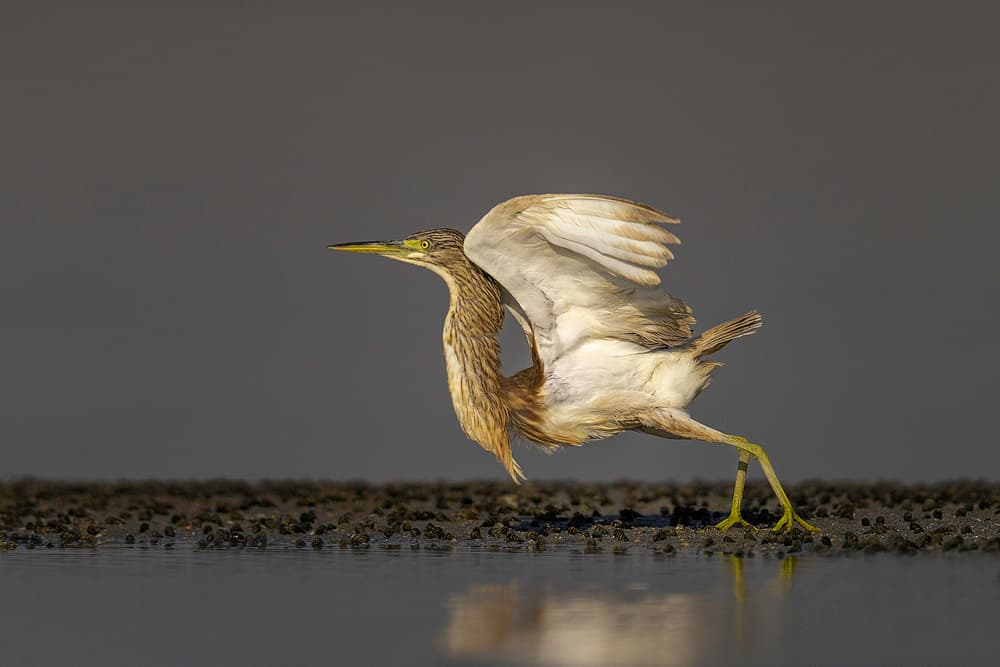 Heron Taking Flight by Ahmed Sobhi — canvas wall art