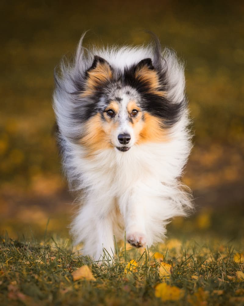 Playful Sheltie Dash by Dmitry Razr — canvas wall art