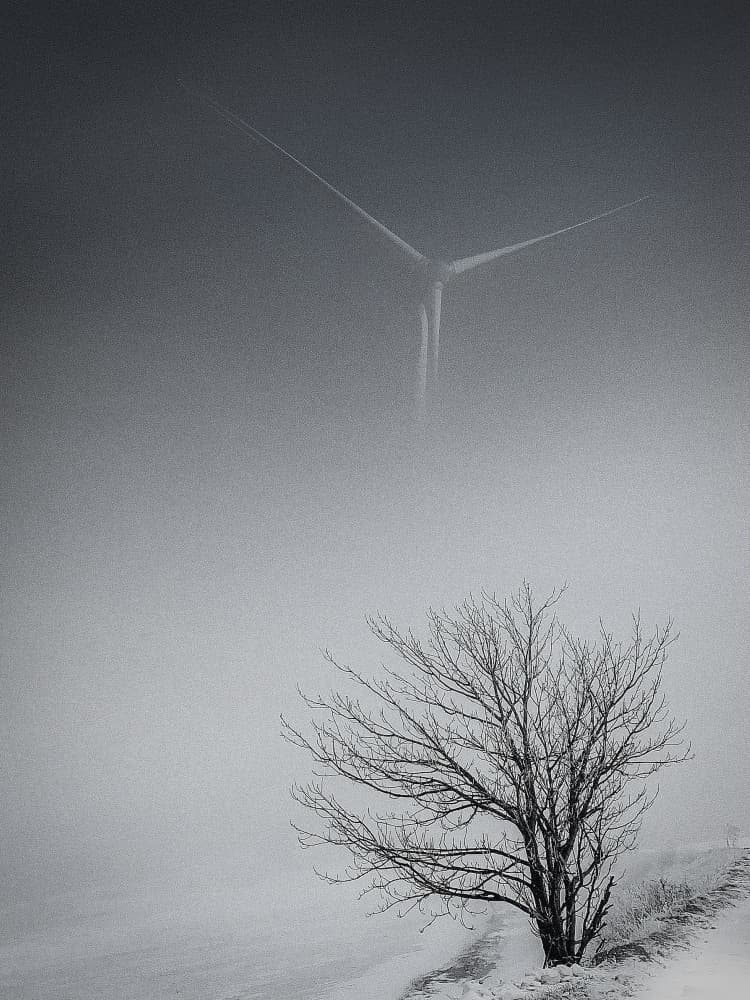 Bare Tree Winter Fog by YoungIl Kim — canvas wall art