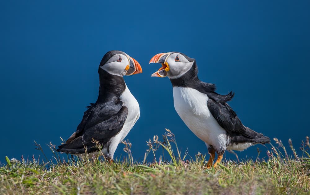 Puffin Conversation by Jasmine Suo — canvas wall art