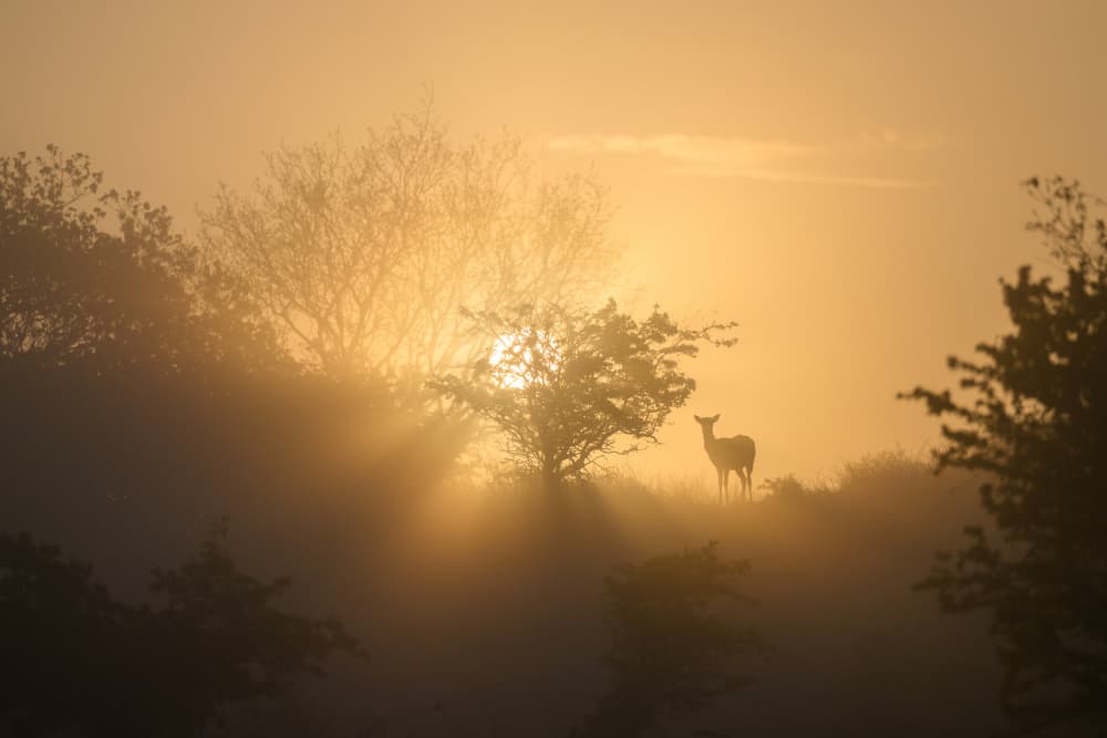 Deer in Golden Mist by Richard Guijt — canvas wall art