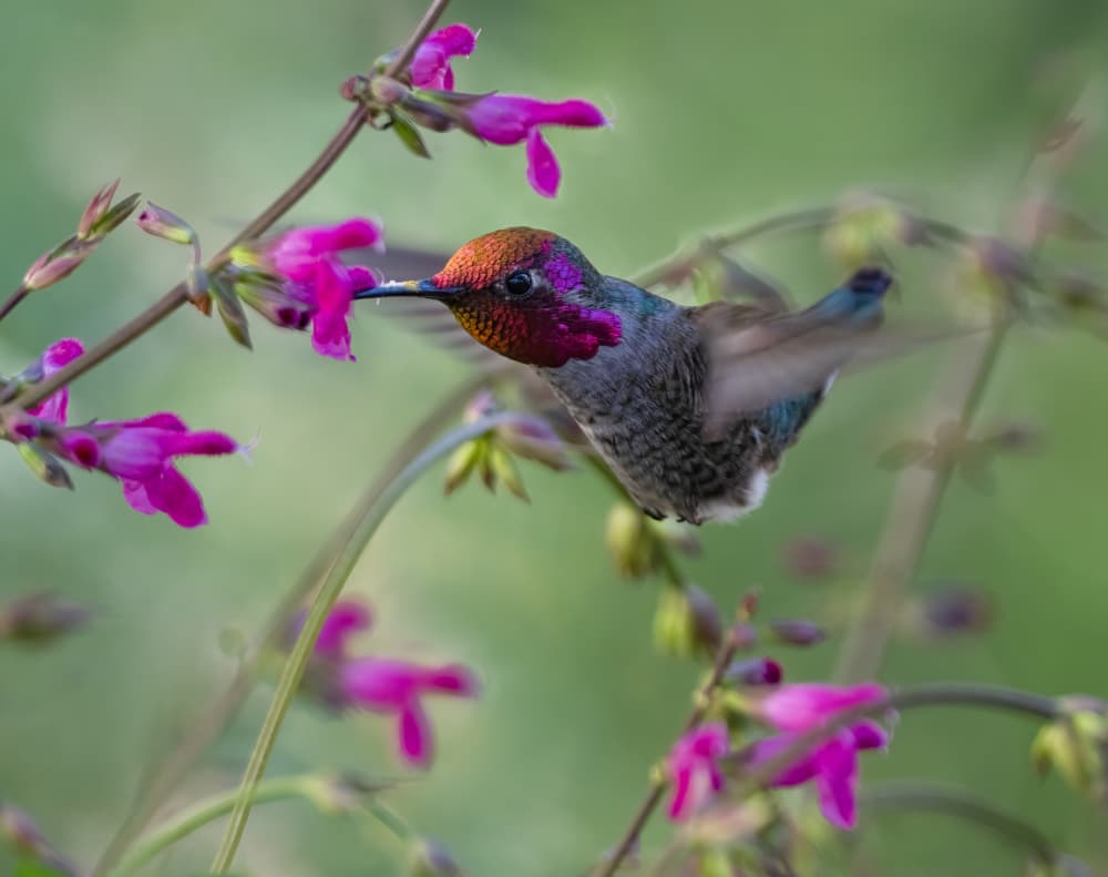 Hummingbird Nectar Sip by Xiaojian Huang — canvas wall art