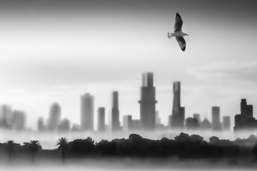 Seagull Over Misty City by Angelika Vogel — canvas wall art