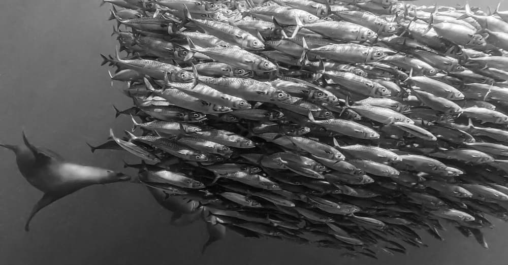 Sea Lion Chases Fish by KIMIO KOBAYASHI — canvas wall art