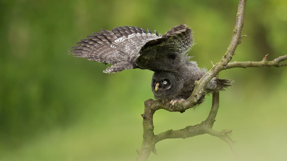 Young Owl Spreading Wings by Milan Zygmunt — canvas wall art