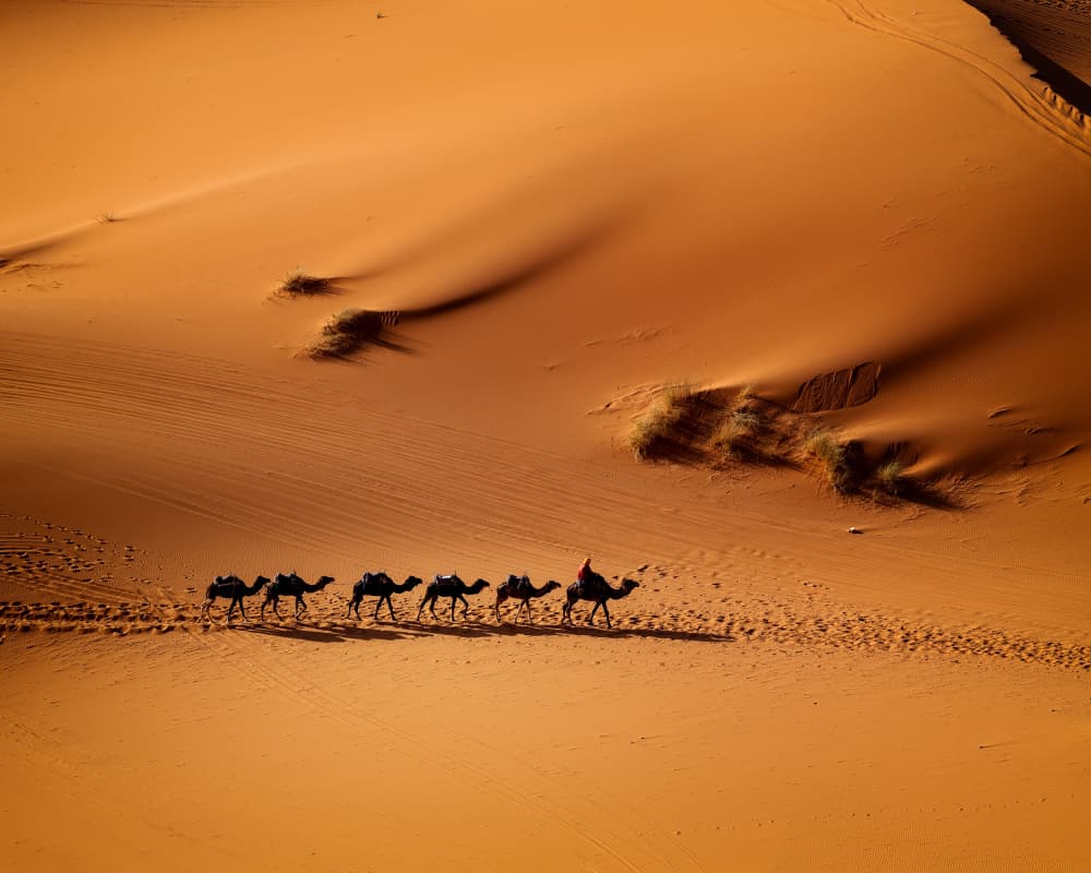 Desert Camel Caravan by Gina Buliga — canvas wall art