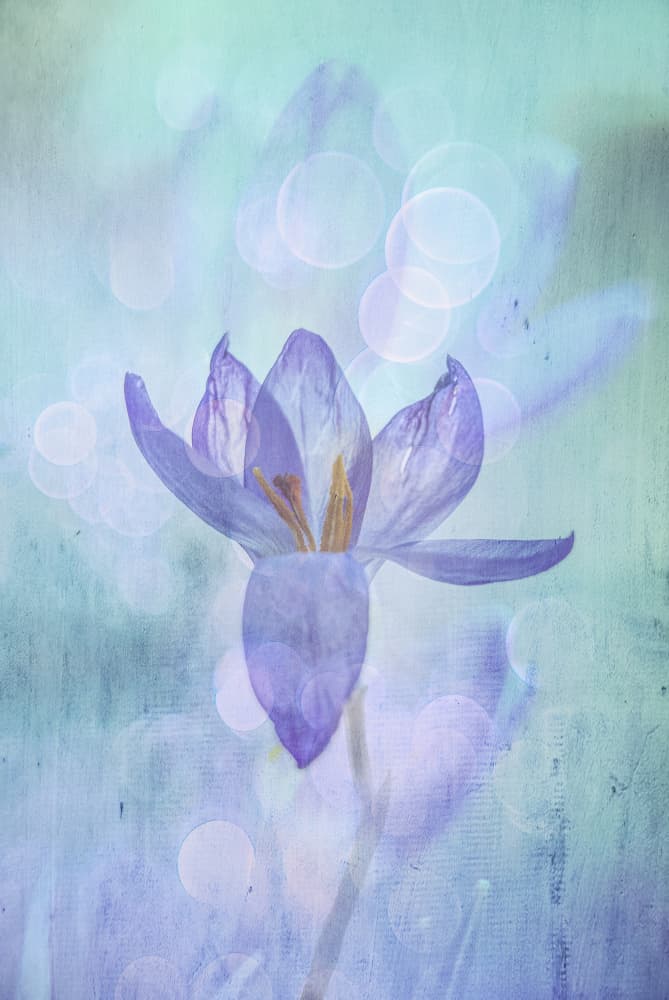 Dreamy Purple Bloom by Hilda van der Lee — canvas wall art