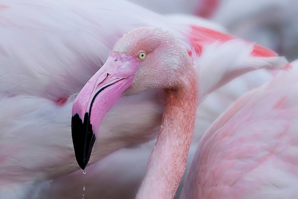 Elegant Pink Flamingo by Martine Benezech — canvas wall art