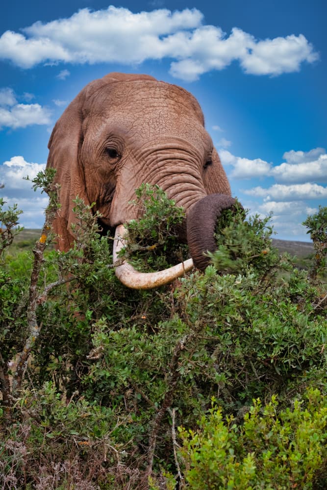 Majestic Elephant in Bush by Dan Edwards — canvas wall art