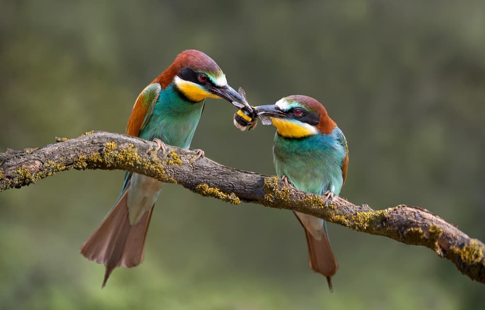 Colorful Bee-eaters Sharing by Xavier Ortega — canvas wall art