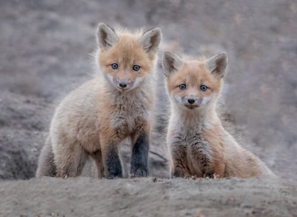 Adorable Fox Kits by Jasmine Suo — canvas wall art
