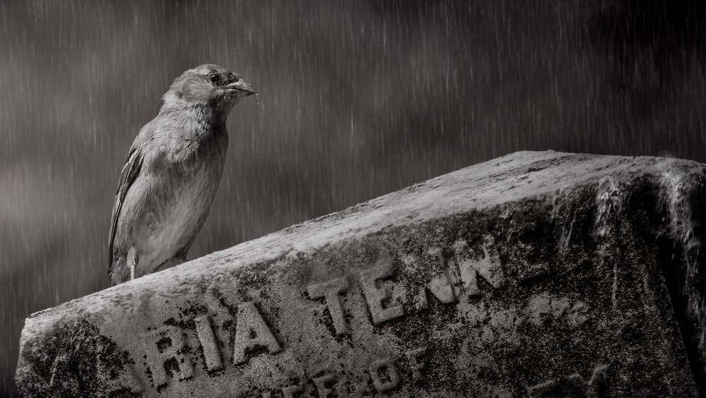 Sparrow In The Rain by Michael Castellano — canvas wall art