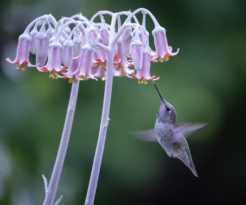 Hummingbird Feeding Pink Flowers by Xiaojian Huang — canvas wall art