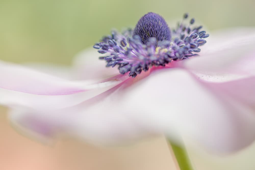 Dreamy Anemone Bloom by Keren Or — canvas wall art