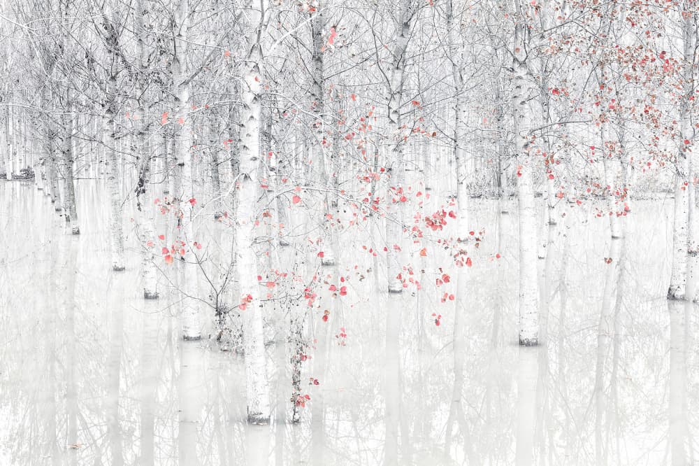 White Birch Red Leaves by Fiorenzo Carozzi — canvas wall art