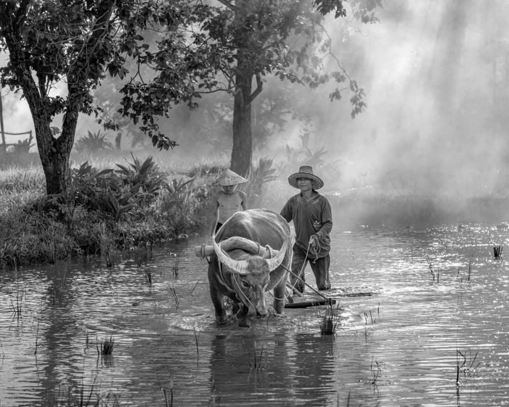 Traditional Asian Plowing by Dev Sirikulthada — canvas wall art