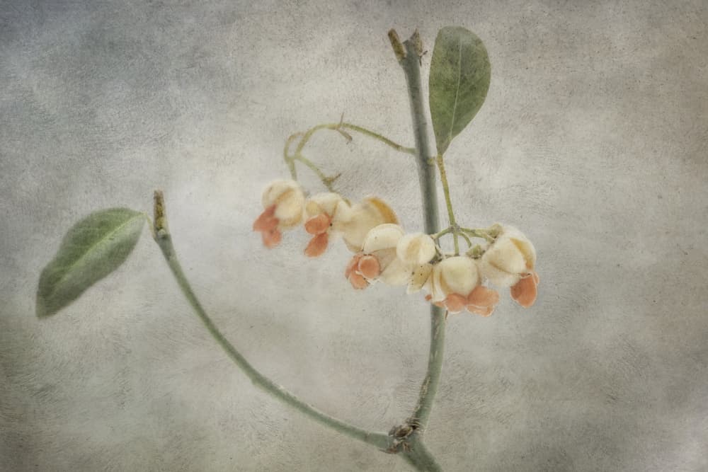 Delicate Pastel Blooms by Marie-anne Stas — canvas wall art