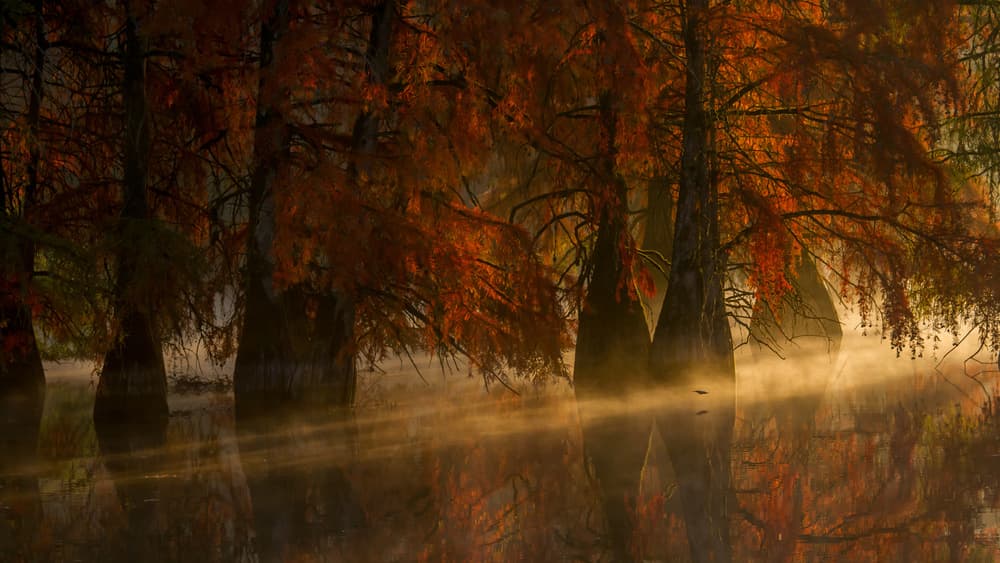 Golden Cypress Reflections by Barré Thierry — canvas wall art